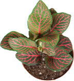 Red Fittonia - 3" from California Tropicals