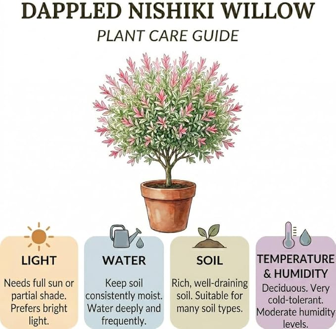 2 Tri Colored Dappled Willow Shrubs Plant Live, Quart Pot, Salix Integra Hakuro Nishiki, Fast Growing, Colorful Foliage Shrub for Garden Décor, Patio & Outdoor Display