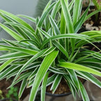 Curly Spider Plant Live in 4 Inch Pot, Live Spider Plants Indoor, Air-Purifying, Low Maintenance, Perfect for Home and Office Décor, Easy Care Starter Plants