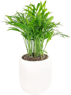 Neanthe Bella Palm (4" Grower Pot) - Air Purifying and Live Healthy Houseplant - Easy to Grow, Easy to Care Indoor Houseplant - Fully Rooted in 2/4/4.5/5/6 inch Sizes