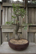 Baobab Bonsai Tree Seeds - 5 Seeds to Grow - Highly Prized Baobab Tree - Ships from Iowa. Exotic Indoor Bonsai Seeds to Grow