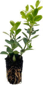 ragnaroc Japanese Boxwood 2-4" (Buxus microphylla VAR. Japonica) 1ct - Live Plant for Indoor Outdoor Use, Garden & Landscaping - Live Arrival Guaranteed