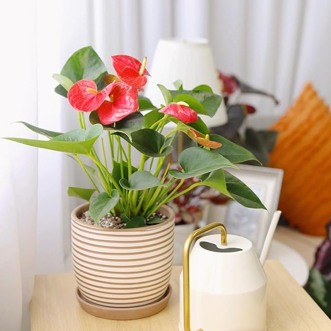 Live Indoor Flowering Houseplants, Anthurium Red in 4" Grower Pot, Easy Care Houseplants