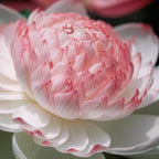 2 Packs of Dwarf Lotus Seeds for Planting in Water, 160+pcs Rare Bowl Lotus Flower Seeds, Heirloom Non-GMO Rare Beauty Flowers Plants Water Home Garden Lotus Bowl Planters for Outdoors Indoors