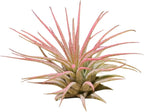 Rainforest Grown 3 Pack Ionantha Air Plants Assorted Sizes Color Pop Enhanced Coloring - Live Tillandsia - 1 to 3 inches Succulents 30 Day Guarantee