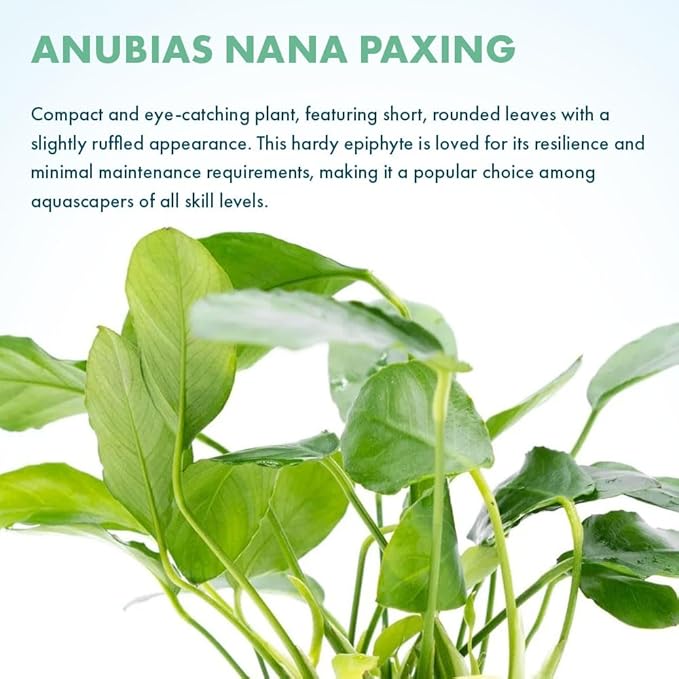 SubstrateSource Live Jungle Plants - Anubias Nana Paxing (Anubias barteri) - Low Light Foreground to Midground Aquatic Rhizome Plant, Epiphytic Growth, Green Foliage - Pot