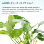 SubstrateSource Live Jungle Plants - Anubias Nana Paxing (Anubias barteri) - Low Light Foreground to Midground Aquatic Rhizome Plant, Epiphytic Growth, Green Foliage - Pot