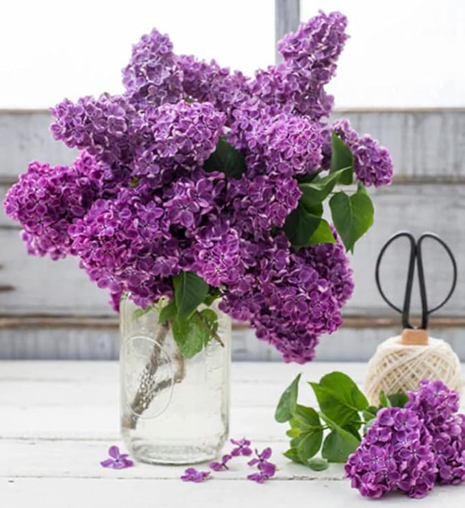Old Fashioned Lilac Bushes Live Plants (2 Pack) – 18–24” Tall - Syringa vulgaris – Fragrant Lavender Purple Flowers – Hardy Flowering Shrubs