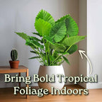 Tropical Plants of Florida Alocasia California Live Plant 3 Gallon 10 Inch Nursery Pot, 26 to 32 Inch Tall Elephant Ear Plant, Tropical Indoor Outdoor Foliage