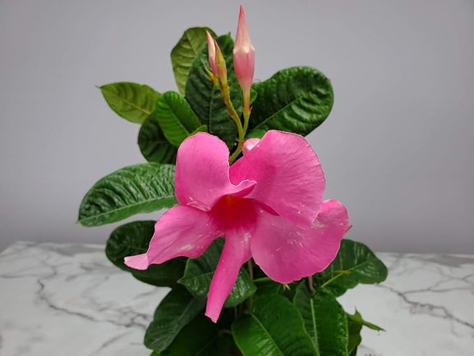 Pink Mandevilla Plant Live Hanging Basket - 12" Basket - Overall Size 14" Wide by 18" Tall - Tropical Plants of Florida (Plant Only)