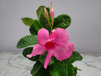 Pink Mandevilla Plant Live Hanging Basket - 12" Basket - Overall Size 14" Wide by 18" Tall - Tropical Plants of Florida (Plant Only)