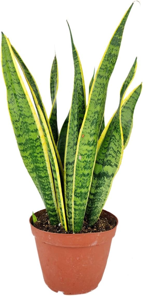 Snake Plant Sansevieria Laurentii (4 inch) - Lucky Houseplants - 4/6 inch Unique Live Decorative Houseplants - Easy to Care Indoor Plants, Perfect for Office, Home & Feng Shui Decor