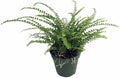 Lemon Button Fern, Live Indoor Plant, 4 inch Pot - Hopewind Plants Shop