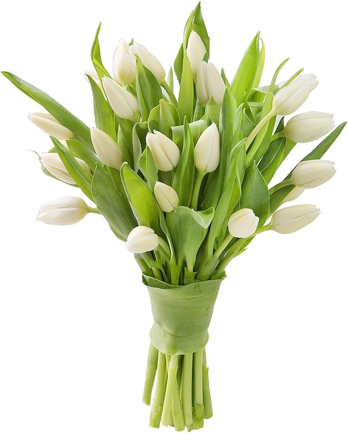 KaBloom - PREMIUM 20 White Tulips - Farm Direct Wholesale Fresh Flowers - Fresh Flowers for Birthday, Valentine's & Mother's Day