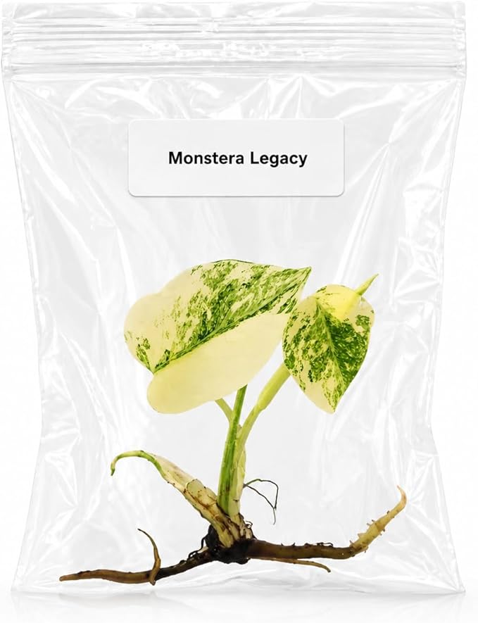 Monstera Legacy Tissue Culture Starter Live Plant, Rare Variegated Monstera, Tropical Indoor Plant, Live Plants Indoor, Tissue Culture Plants Live Houseplants