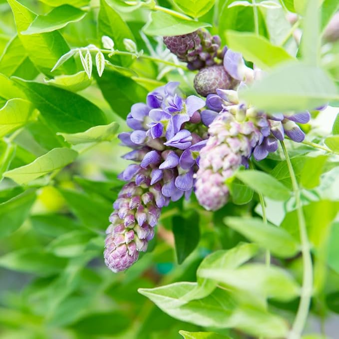 Perfect Plants Amethyst Falls Wisteria Vine 2 Gallon | Live Shrub for Outdoor Planting | Fast Growing Vines for Trellis or Fence | Beautiful Purple Flowers During Spring & Summer
