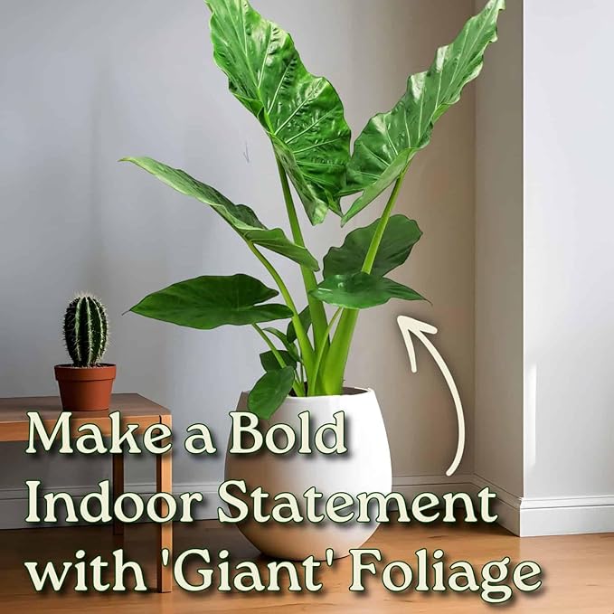 Tropical Plants of Florida Alocasia Borneo Giant Live Plant 3 Gallon 10 Inch Nursery Pot, 36 to 44 Inch Tall Elephant Ear Plant, Large Tropical Indoor Outdoor Foliage
