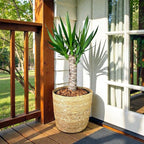 Yucca Cane – 10 Inches Grower Pot – Live Indoor/Outdoor Air Purifying Plant – Drought-Tolerant Easy Care Tropical Houseplant for Home or Office Décor