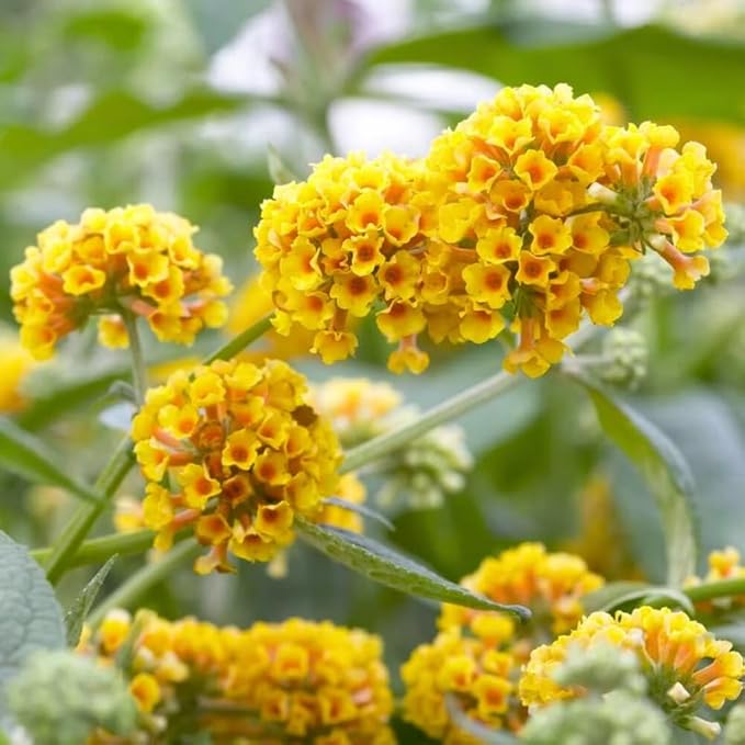 Yellow Orange Butterfly Bush Live Shrub Plant Shrub, Buddleia Bush Well Rooted, 5 to 10 Inc Tall