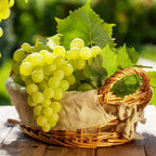 Grape Vine Plant Live for Planting Outdoors, Grape Plant Live Grape Tree to Grow 1-2 Years Old Well-Rooted, Black Grape Fruit Tree Live Plant (Green Grape)