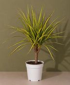 Dracaena Marginata Kiwi Live Plant, Low Light Tolerant Dracaena Plant Live, Air Purifying Plants Live Houseplants, Beginner Friendly House Plants for All Indoors Spaces