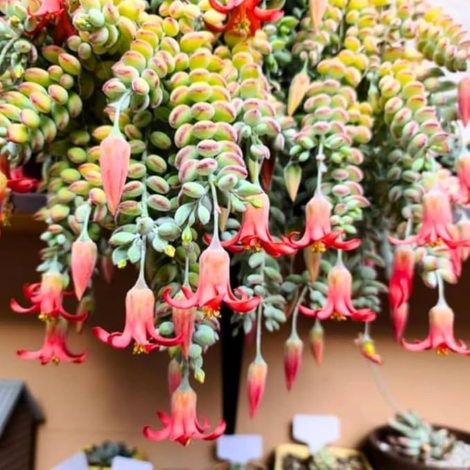 Cotyledon Pendens Plant Live in 4” Pot, Trailing Succulent Houseplant, Rare Indoor House Plants, Home Office Decoration