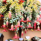 Cotyledon Pendens Plant Live in 4” Pot, Trailing Succulent Houseplant, Rare Indoor House Plants, Home Office Decoration