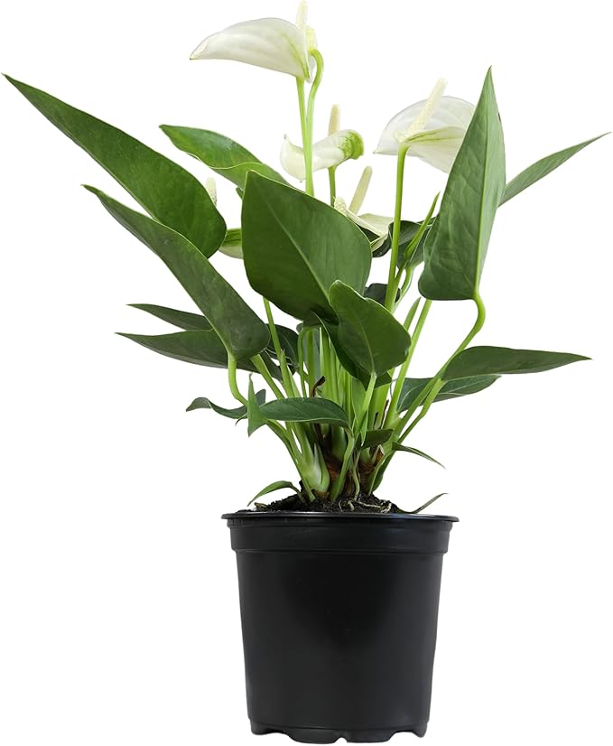 White Anthurium Live Plant (Approx. 11-14" Tall), Real Flowers/Unique House Plants in 4" Nursery Pot, Floral Desk Plant, Air Purifying Plants & Cool Gifts for Plant Lovers by Plants for Pets