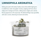 SubstrateSource Live Plant - Limnophila Aromatica Tissue Culture Aquatic Live Aquarium Plant - 100% Snail Free in Vitro Cup (Limnophila Aromatica)