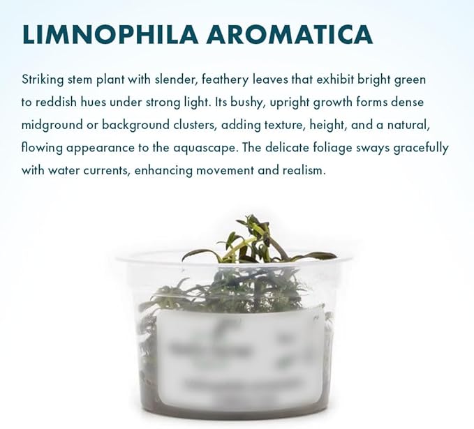 SubstrateSource Live Plant - Limnophila Aromatica Tissue Culture Aquatic Live Aquarium Plant - 100% Snail Free in Vitro Cup (Limnophila Aromatica)