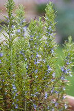 Set 2 Rosemary Plants Live, Ready to Grow Rosemary Plant 6 to 8 Inches, Hardy Fragrant Herb Plants for Outdoor Garden, 4'' Potted Plants