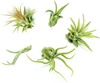 Air Plant Low Light House Plants Box (5PK) Tillandsia Air Plants Live Houseplants Live Indoor Plants Live Succulents Plants Live Terrarium Plants Live, Air Plant Holder Airplant Kit by Plants for Pets
