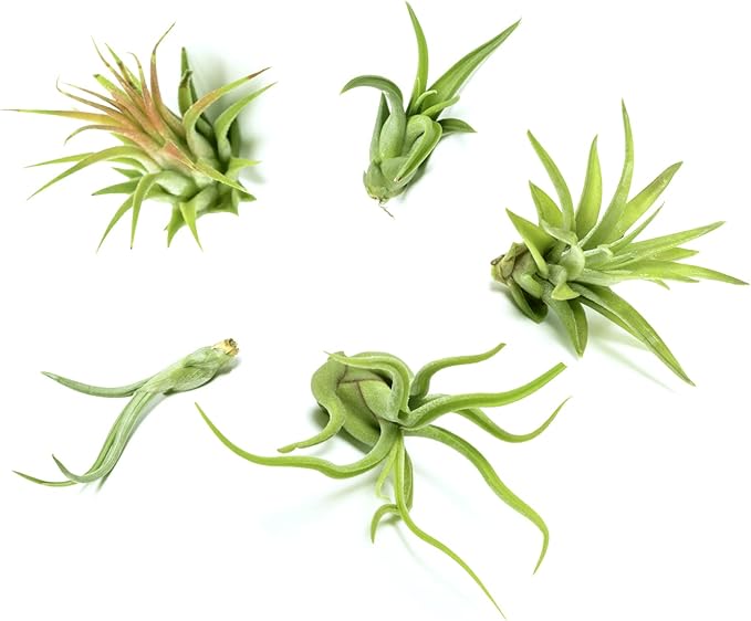 Air Plant Low Light House Plants Box (5PK) Tillandsia Air Plants Live Houseplants Live Indoor Plants Live Succulents Plants Live Terrarium Plants Live, Air Plant Holder Airplant Kit by Plants for Pets