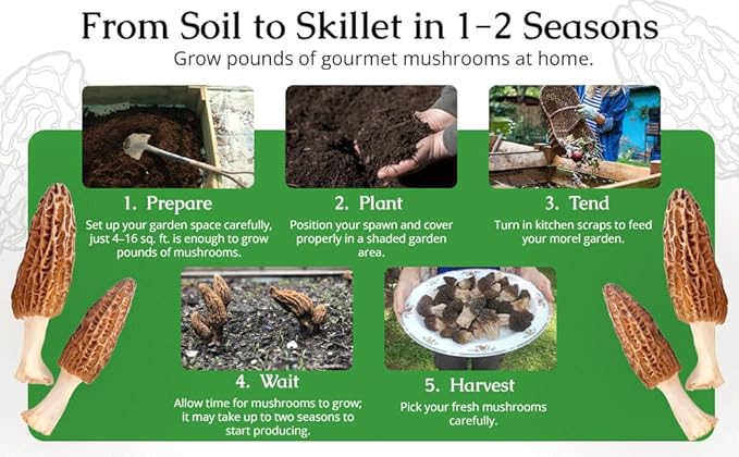 Garden Morel Mushroom Grow Kit - MOREL HABITAT KIT ® - Grow Morchella Mushrooms