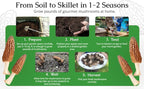Garden Morel Mushroom Grow Kit - MOREL HABITAT KIT ® - Grow Morchella Mushrooms