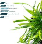 SubstrateSource Cryptocoryne Live Aquarium Plants - Freshwater Plant for Aquariums, Planted Fish Tanks - Beginner Friendly (Lucens, 1 Pot (3-5 Plants))