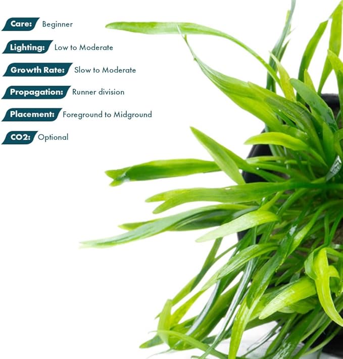 SubstrateSource Cryptocoryne Live Aquarium Plants - Freshwater Plant for Aquariums, Planted Fish Tanks - Beginner Friendly (Lucens, 3 Pots (15-20 Plants))