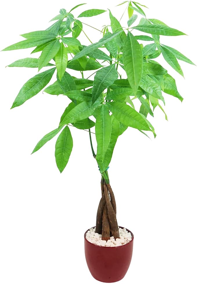 Athena's Garden Money Tree Plant Indoor Live Plant Pachira Money Tree with Ceramic Planter 18 Inches Tall, Red Pot - White Rocks, Medium