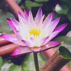 Mainam Purple Nymphaea Purple Joy Live Aquarium Plant Tropical Water Lilies Tuber for Freshwater Fish Pond Balcony