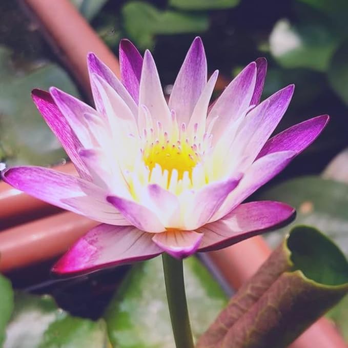 Mainam Purple Nymphaea Purple Joy Live Aquarium Plant Tropical Water Lilies Tuber for Freshwater Fish Pond Balcony