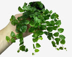 Green Pumila Ficus Tree - Live Starter Plant in a 2 Inch Pot - Ficus Pumila - Stunning Easy Care Interior Houseplant