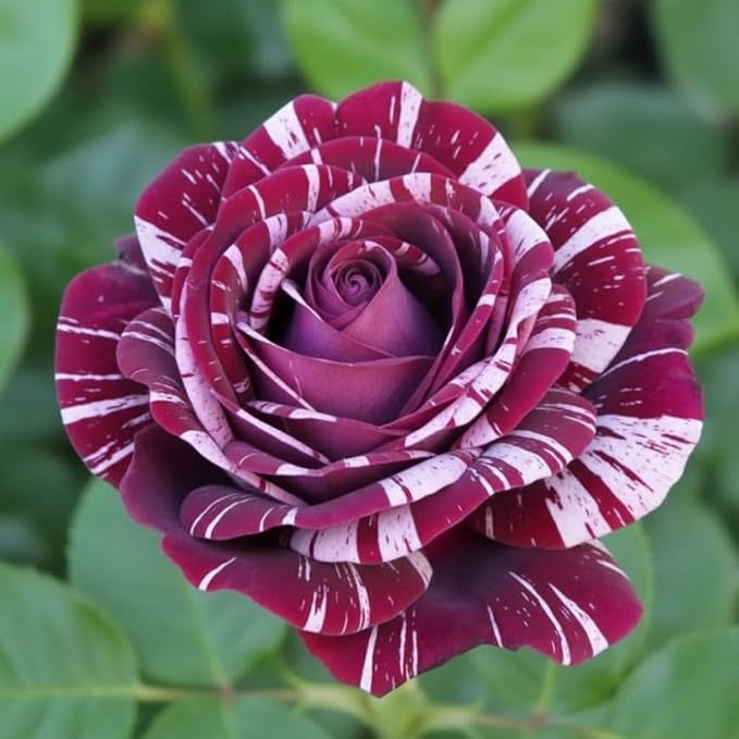 Purple White Stripe Climbing Rose Live Plant, Can Grow As Rose Bushes Shrubs, Fragrant Ready to Plant, Starter Size, 5 to 10 Inc Tall, Dormant in Winter
