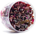 SubstrateSource Live Plants - Alternanthera Reineckii Rosanervig (Alternanthera reineckii) - Medium to High Light, Pink-Red, Midground to Background Placement, Pink Accents - Tissue Culture, 1 Pack