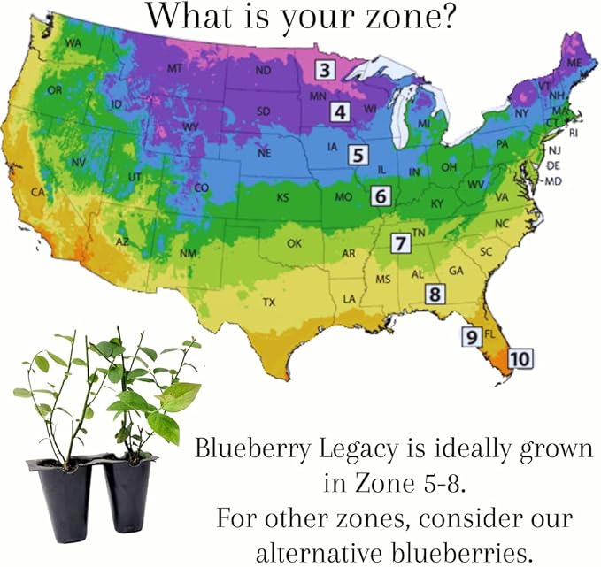 Blueberry Plant Legacy Live for Sale (4 Pack) | Easy to Grow Plants | Edible Fruit Plant for Sustainable Living | Grow Your own Food on Your Edible Organic Garden| Live for Planting| No Seeds