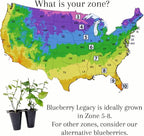 Blueberry Plant Legacy Live for Sale (4 Pack) | Easy to Grow Plants | Edible Fruit Plant for Sustainable Living | Grow Your own Food on Your Edible Organic Garden| Live for Planting| No Seeds