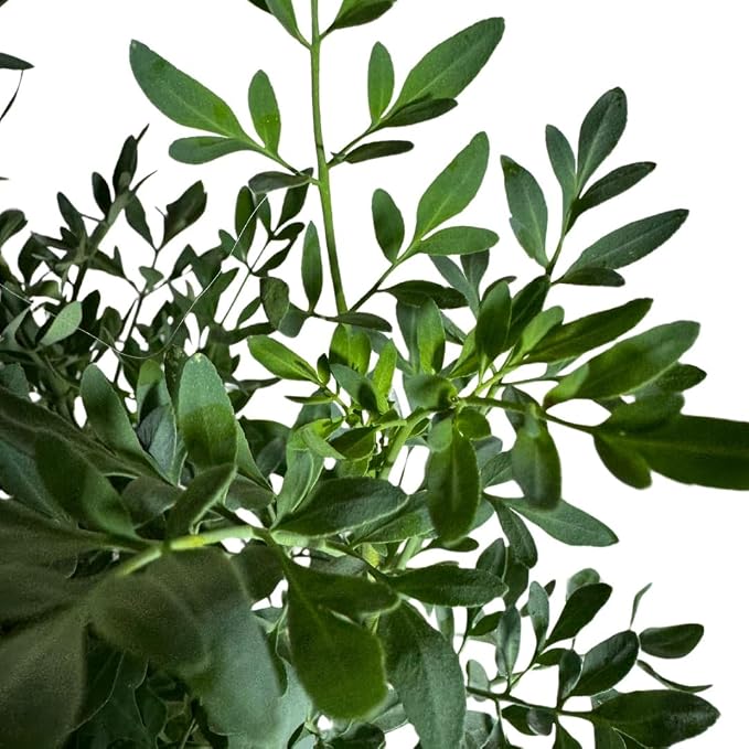 Ruda Rue Plant 4 inch Pot Herb Live Plant