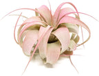Raspberry Colorful Tillandsia Air Plants - Long Lasting Color Enhanced Live Tillandsia Succulent House Plants - Home and Garden Decor - Easy Care Indoor/Outdoor Plants (Mini Xerographica, Pack of 3)