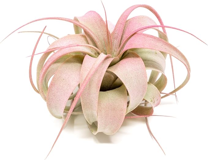Raspberry Colorful Tillandsia Air Plants - Long Lasting Color Enhanced Live Tillandsia Succulent House Plants - Home and Garden Decor - Easy Care Indoor/Outdoor Plants (Mini Xerographica, Pack of 3)