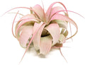 Raspberry Colorful Tillandsia Air Plants - Long Lasting Color Enhanced Live Tillandsia Succulent House Plants - Home and Garden Decor - Easy Care Indoor/Outdoor Plants (Mini Xerographica, Single)