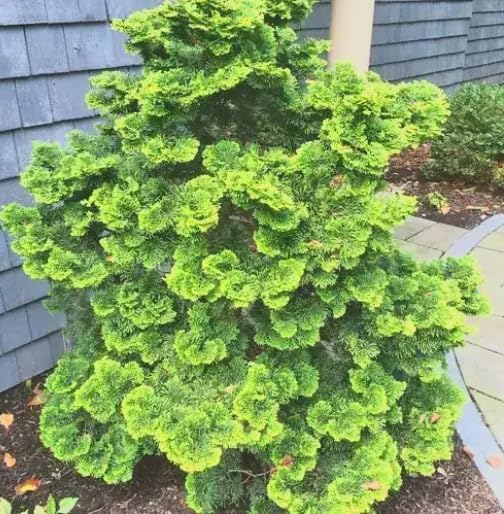 Dwarf Hinoki Cypress Live Plant in Pot – Chamaecyparis obtusa Nana Gracilis – Evergreen Bonsai Tree, Outdoor Shrub for Landscaping, Patio Container, Japanese Garden Accent